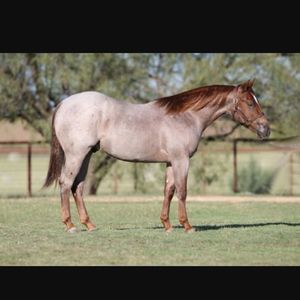 Meet your Posher, Steve